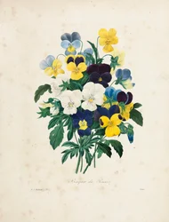 Bouquet of Pansies, engraved by Victor, from 
